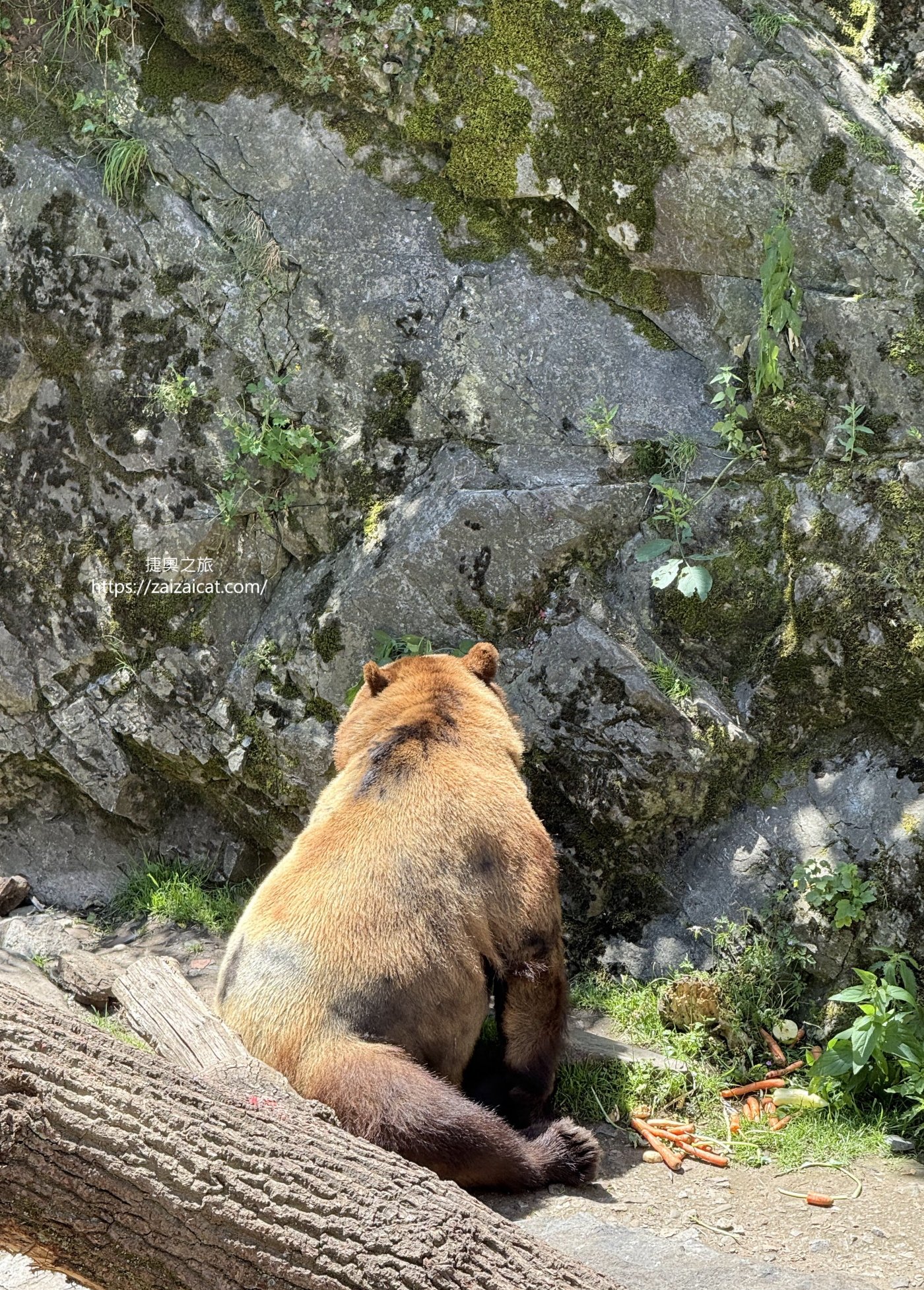 護城熊是捷克羅森堡家族與義大利歐西妮家族友好的象徵